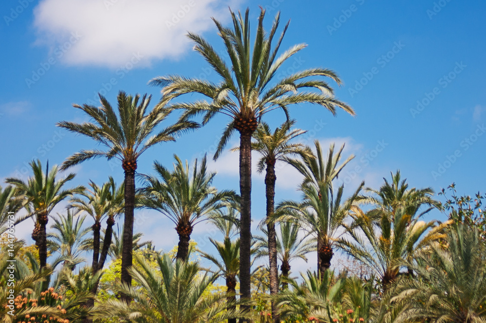 Naklejka premium A palm grove on a background of a blue cloudy sky. Elche is a city of palm trees. Spain. Sunny summer 
