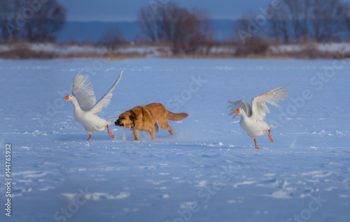 Red dog hunts white geese on the snow