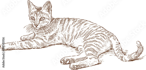 sketch of a lying striped cat