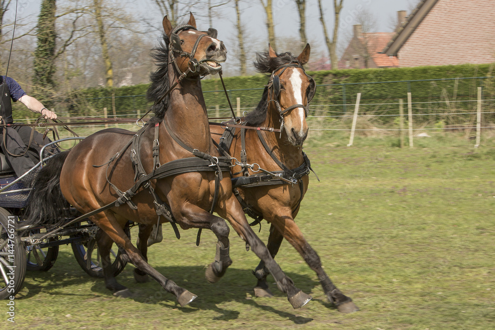 Twee bruine paarden actief in menwedstrijd