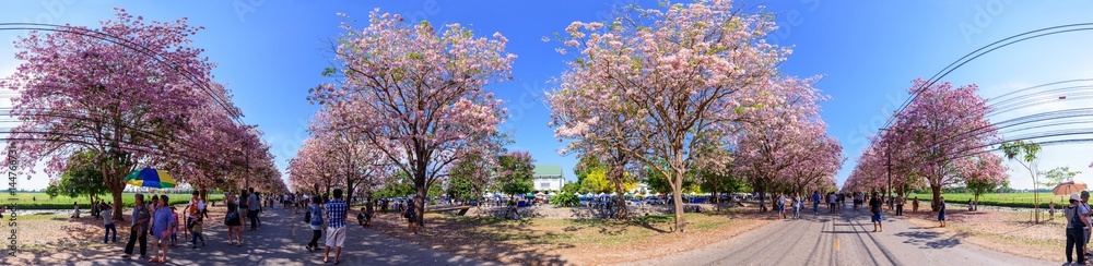 360 panorama of Pink Tecoma festival street and traveler at Kasetsart University 360 panorama of Pink Tecoma festival street and traveler at Kasetsart University