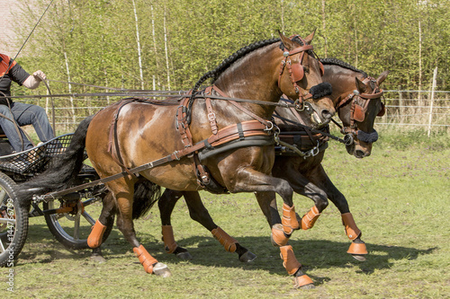 Tweespan bruine paarden met oranje sokjes. © photoPepp