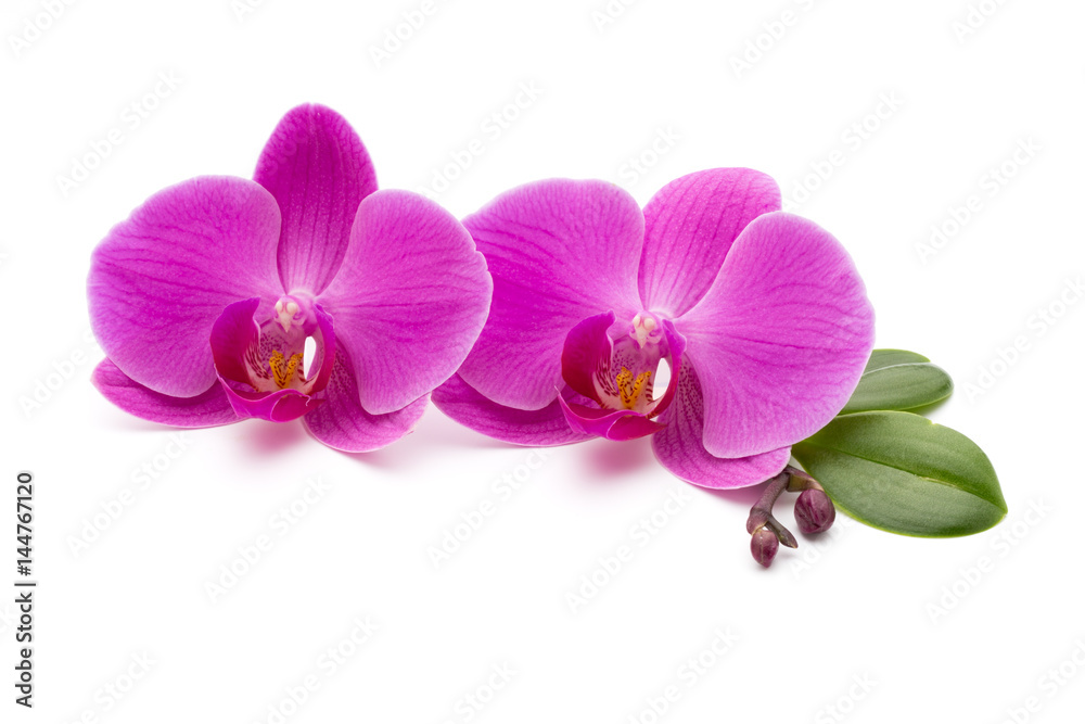 Pink orchid on the white background. Pink orchid on the white background.