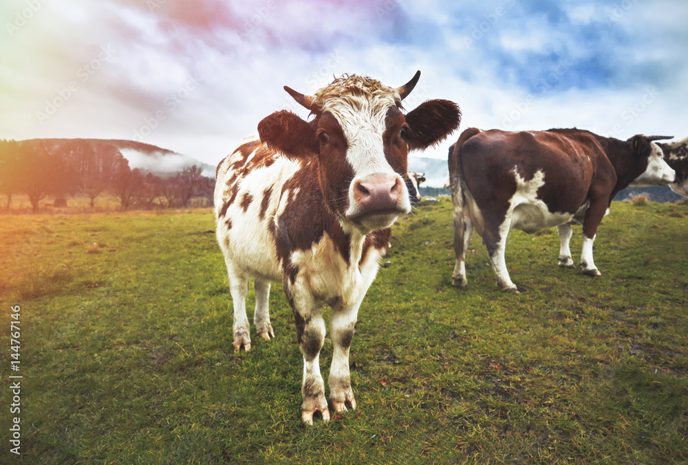 Black and Brown Cows Looking at Camera. Cow in the field. Cows. Black and Brown Cows Looking at Camera. Cow in the field. Cows.