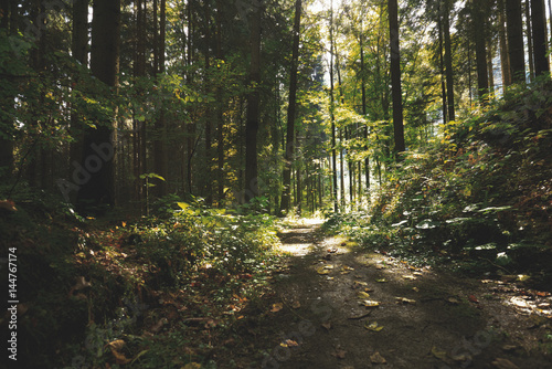 Fototapeta Naklejka Na Ścianę i Meble -  Magic dark forest. Autumn forest scenery with rays of warm light. Mistic forest. Teplickie Rocks Sudety Mountains