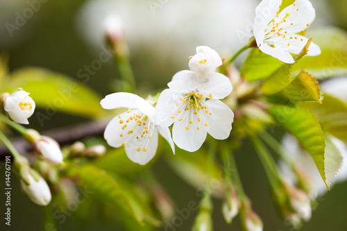 Cherry blossom in spring for background.