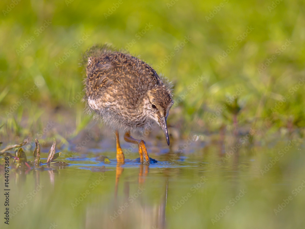 Fototapeta premium Black-tailed Godwit wader bird chick wading
