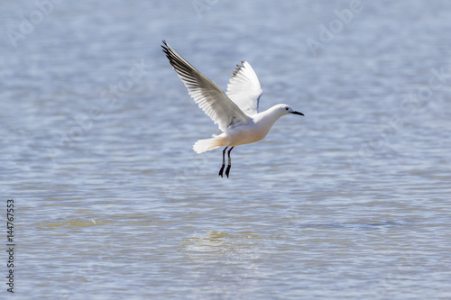 Gaviota picofina emprendiendo el vuelo