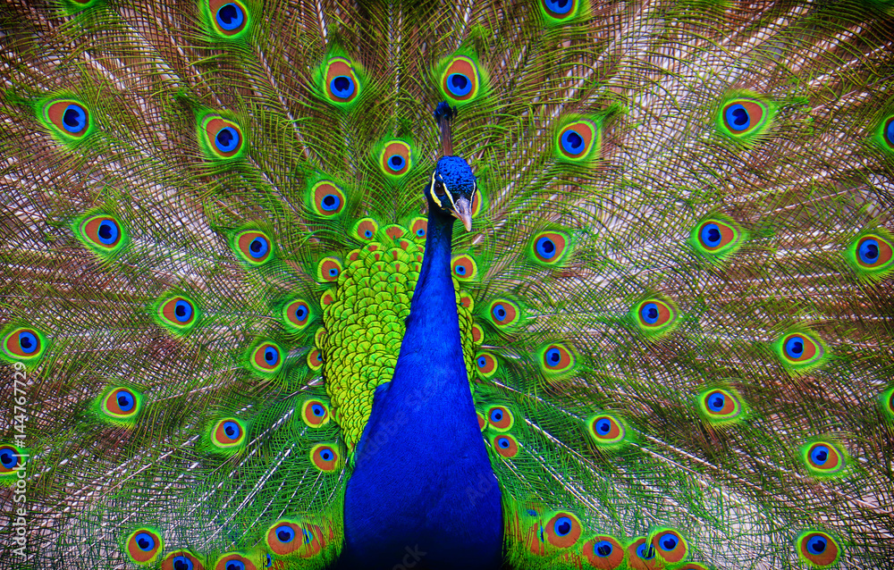 Obraz premium Portrait of beautiful peacock with feathers out