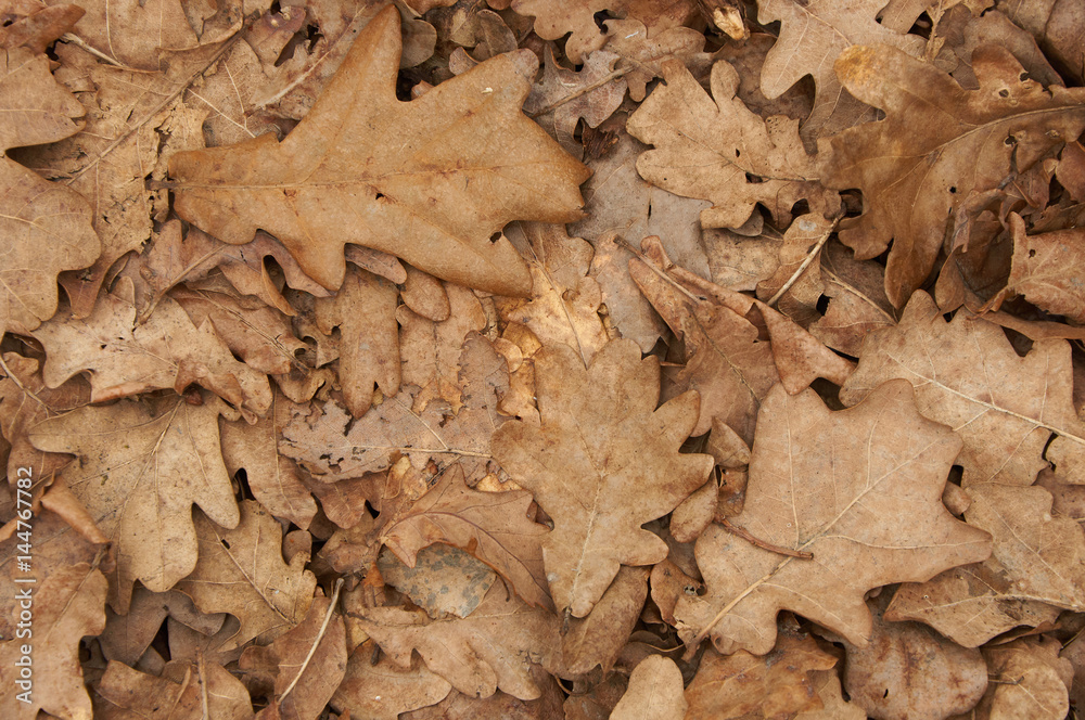 Natural backgroud of dry oak leaves