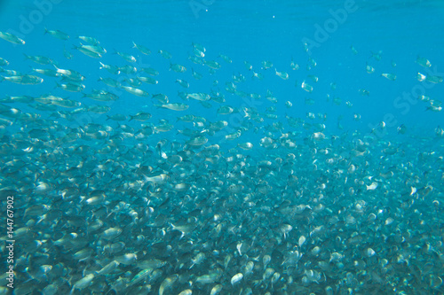 A large flock of fish in the ocean.
