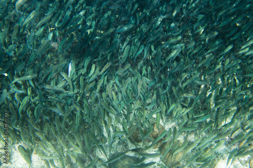 A large hundred fish.