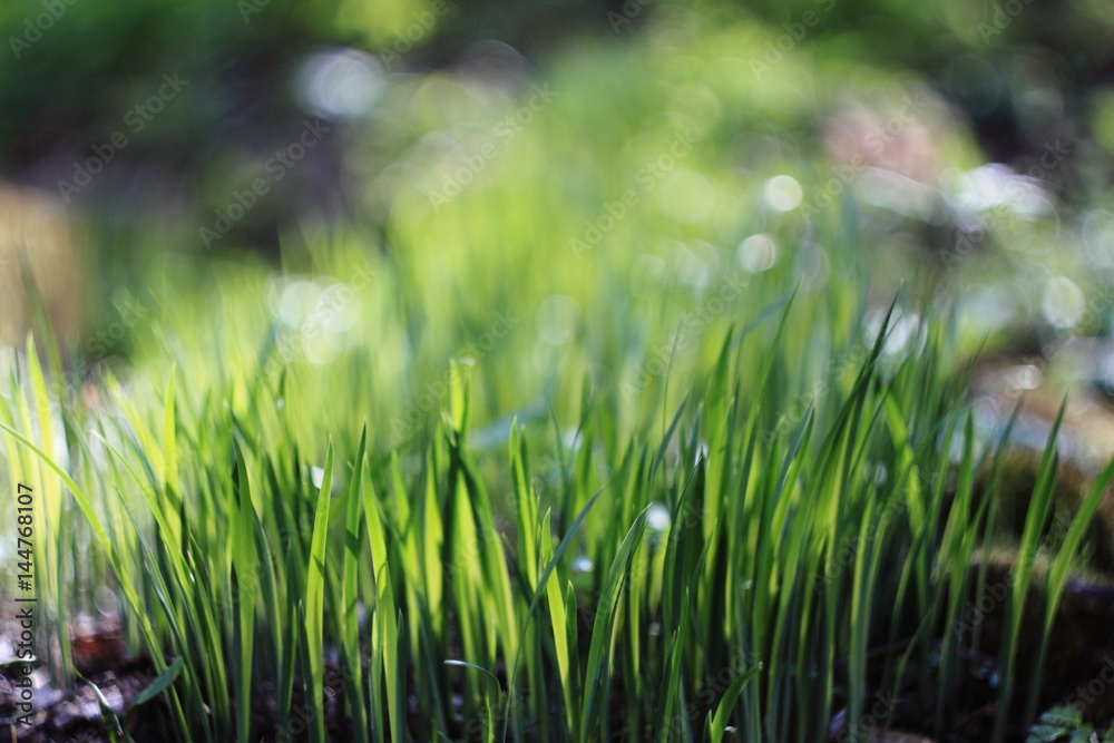 Naklejka premium trawa w słońcu
