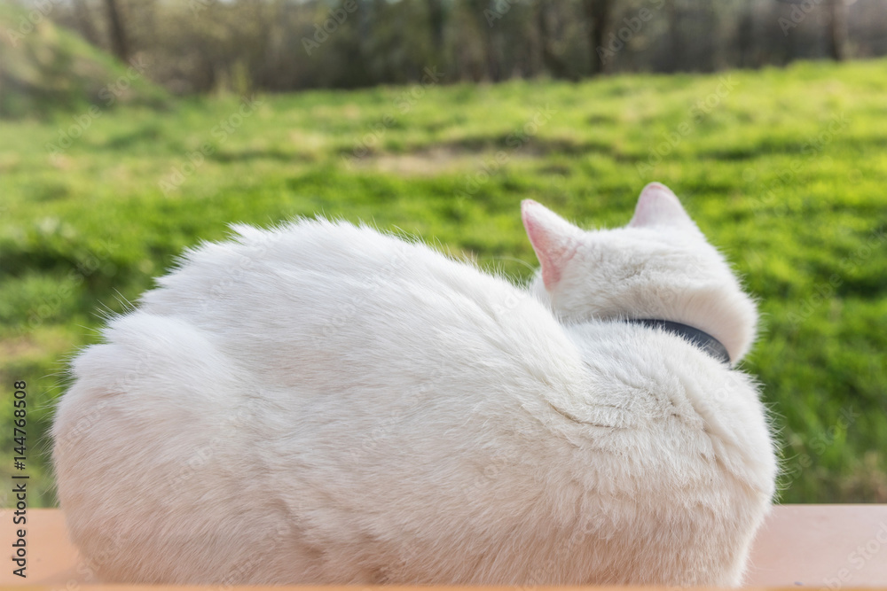 Fototapeta premium White cat sitting on a window sill. Cute white kitten.
