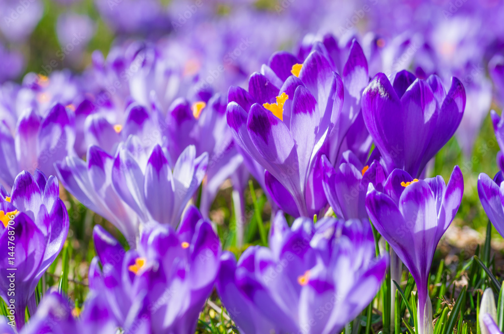 Blooming crocuses in spring, Chocholowska valley, Tatra mountains, Poland Blooming crocuses in spring, Chocholowska valley, Tatra mountains, Poland