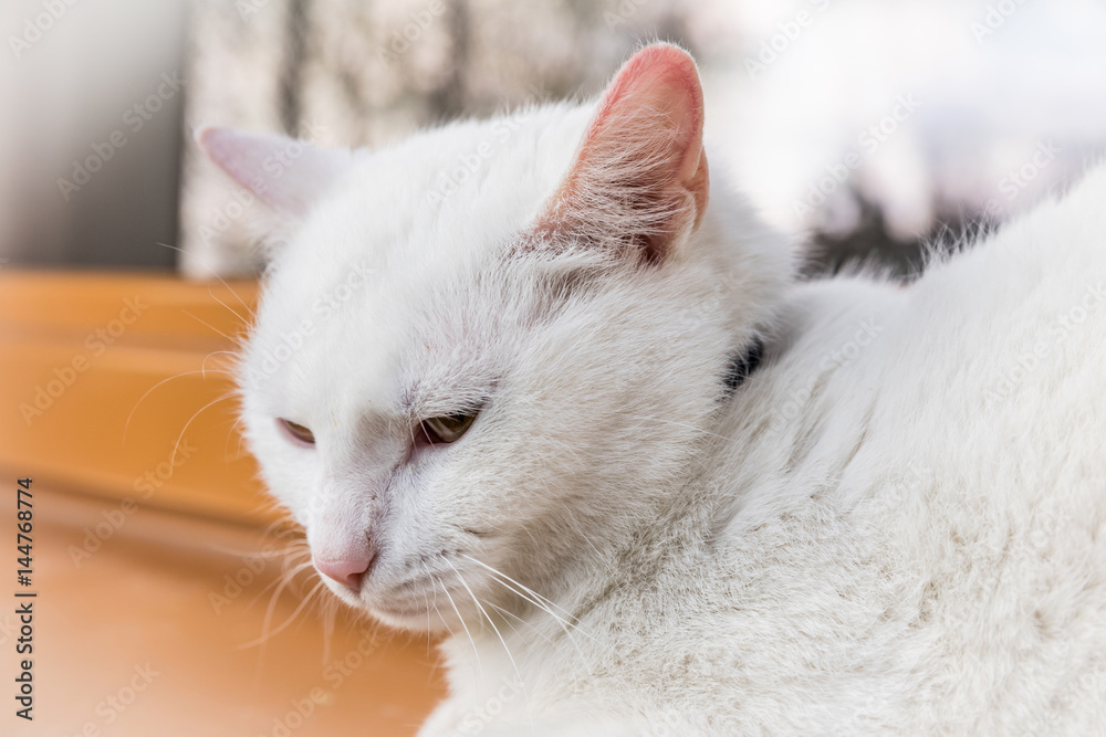 White cat sitting on a window sill. Cute white kitten.