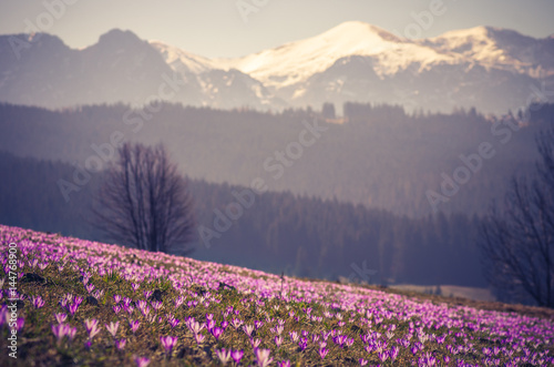 Tatra mountains, Poland, crocuses in Podhale region, spring, Giewont mountain in background
