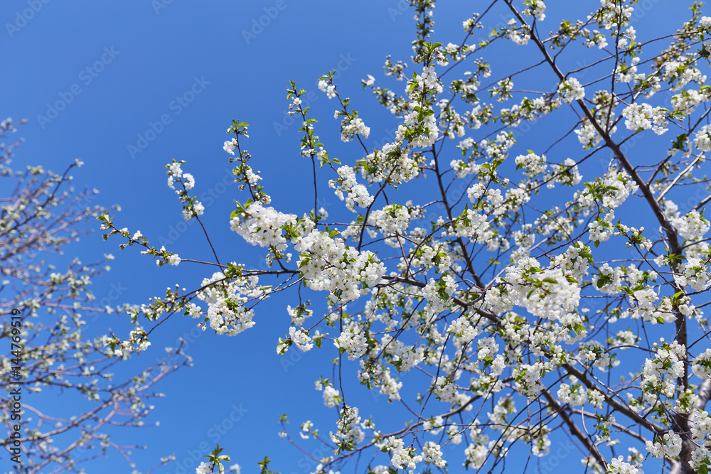 The beautiful blooming branch The beautiful blooming branch