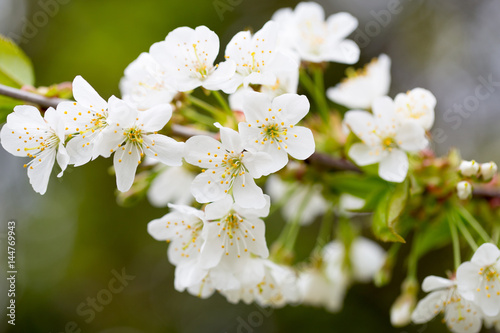 Cherry blossom in spring for background.