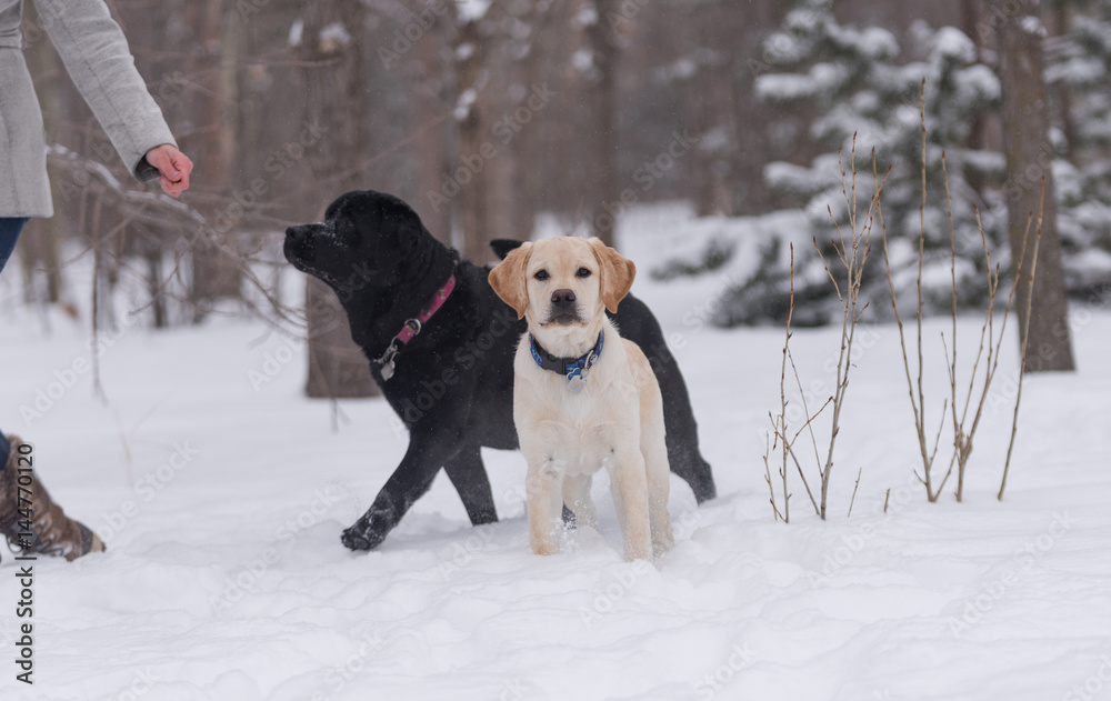 Yellow lab puppy looks in to camera on a snowy winter day with an adult healthy black lab behind