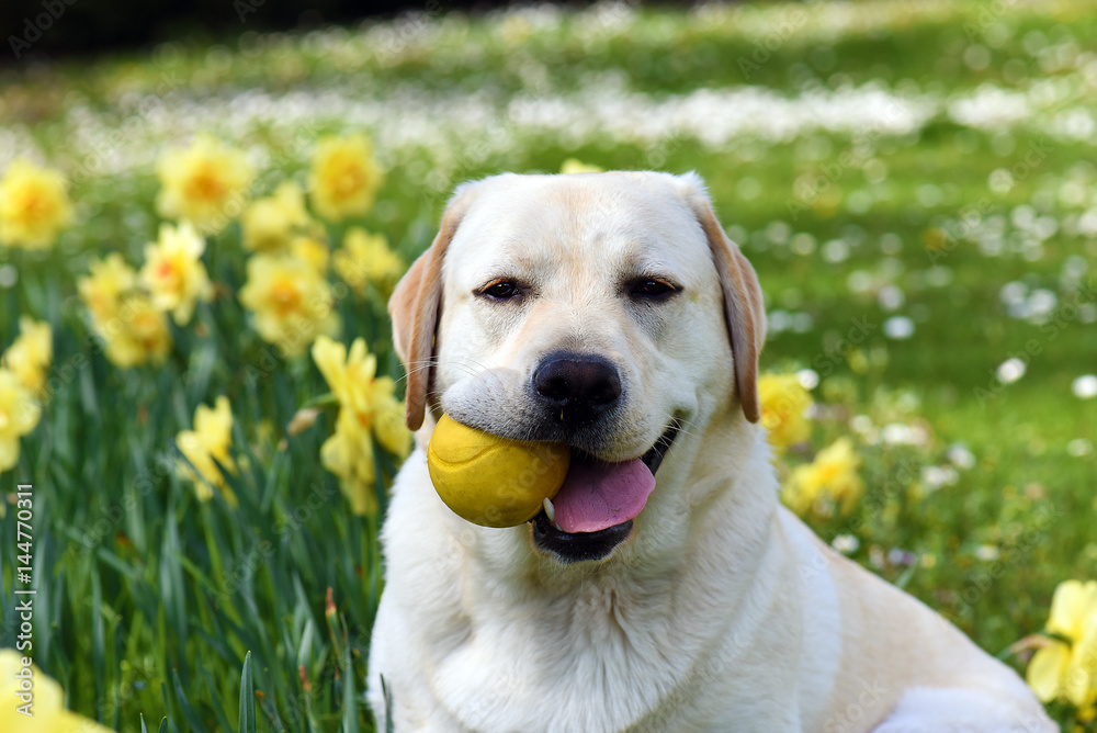 Jeune labrador avec une balle jaune dans la gueule sur fond de jonquilles Jeune labrador avec une balle jaune dans la gueule sur fond de jonquilles