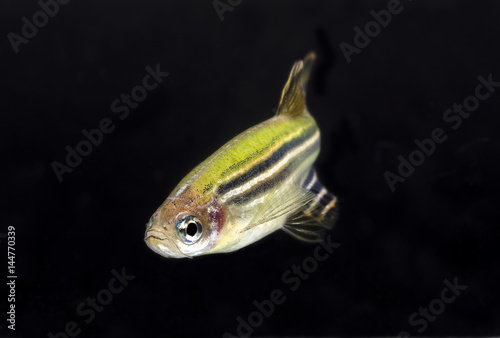 Fototapeta Naklejka Na Ścianę i Meble -  Aquarium fish