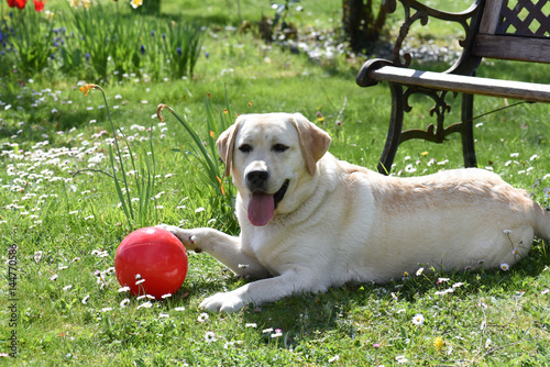 Fototapeta Naklejka Na Ścianę i Meble -  Labrador sable dans l'herbe avec son ballon rouge
