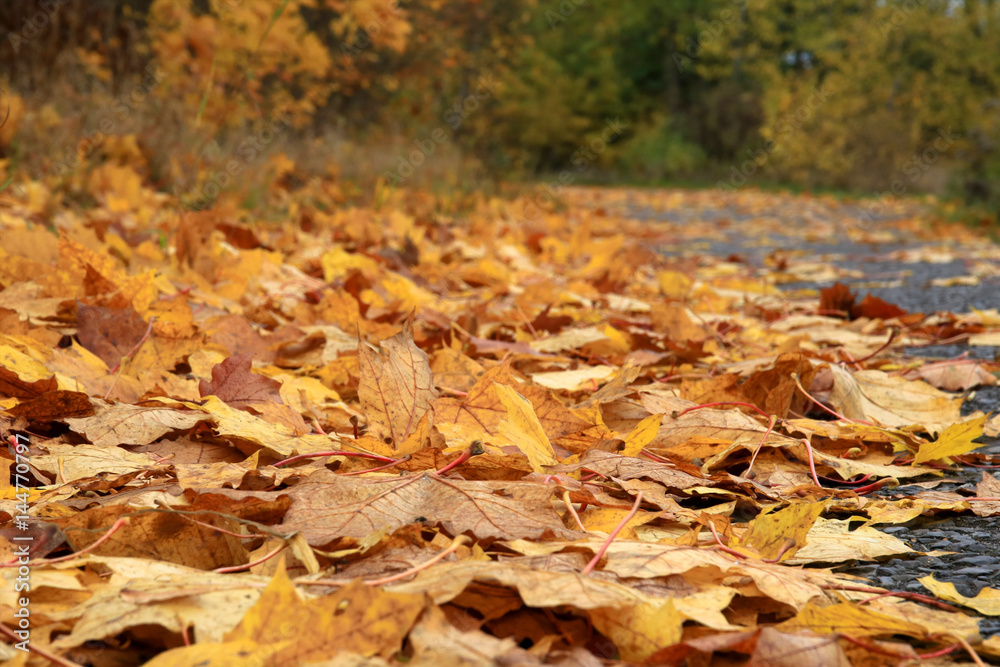 Yellow, orange and red autumn leaves, Germany