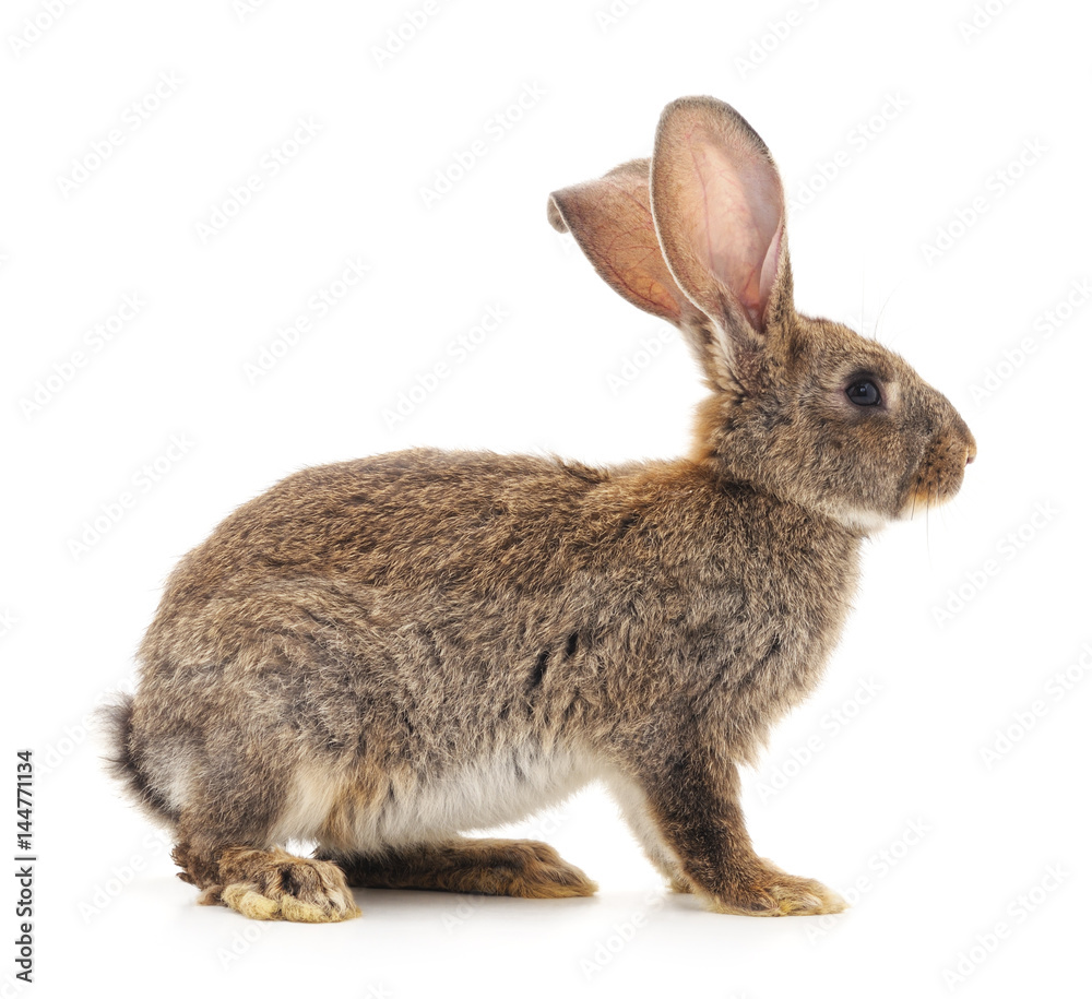 Obraz premium Brown bunny.