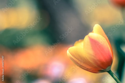 yellow tulips closeup shooting, landscape view