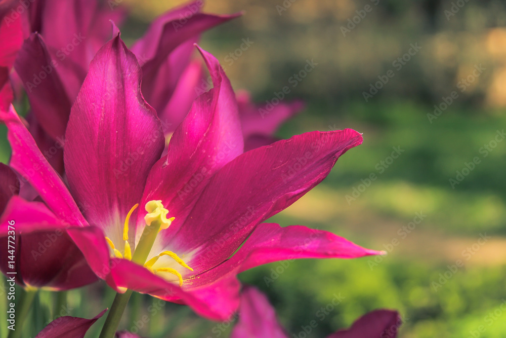 Purple tulips closeup shooting, landscape view