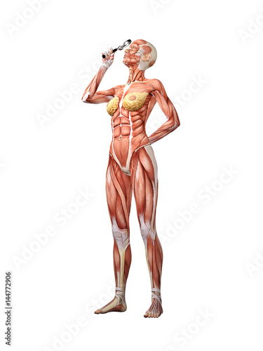 Femal muscle anatomy searching with  magnifying glass 3D Illustration