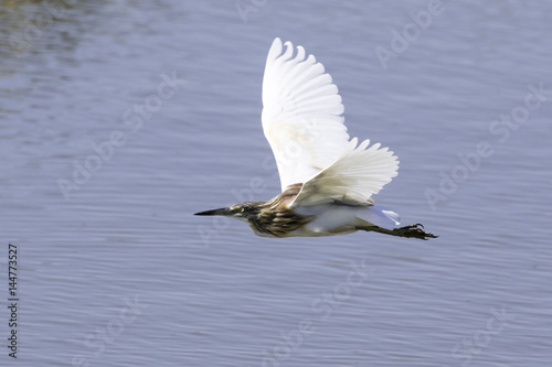 Ave garcilla cangrejera volando sobre el mar
 photo