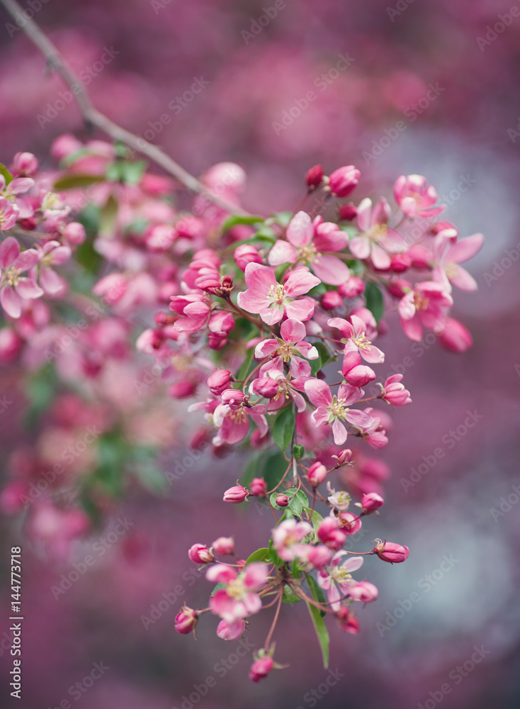 The beautiful blooming branch The beautiful blooming branch