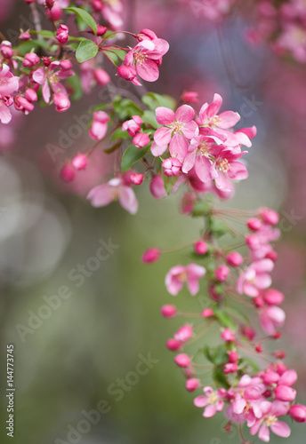 The beautiful blooming branch