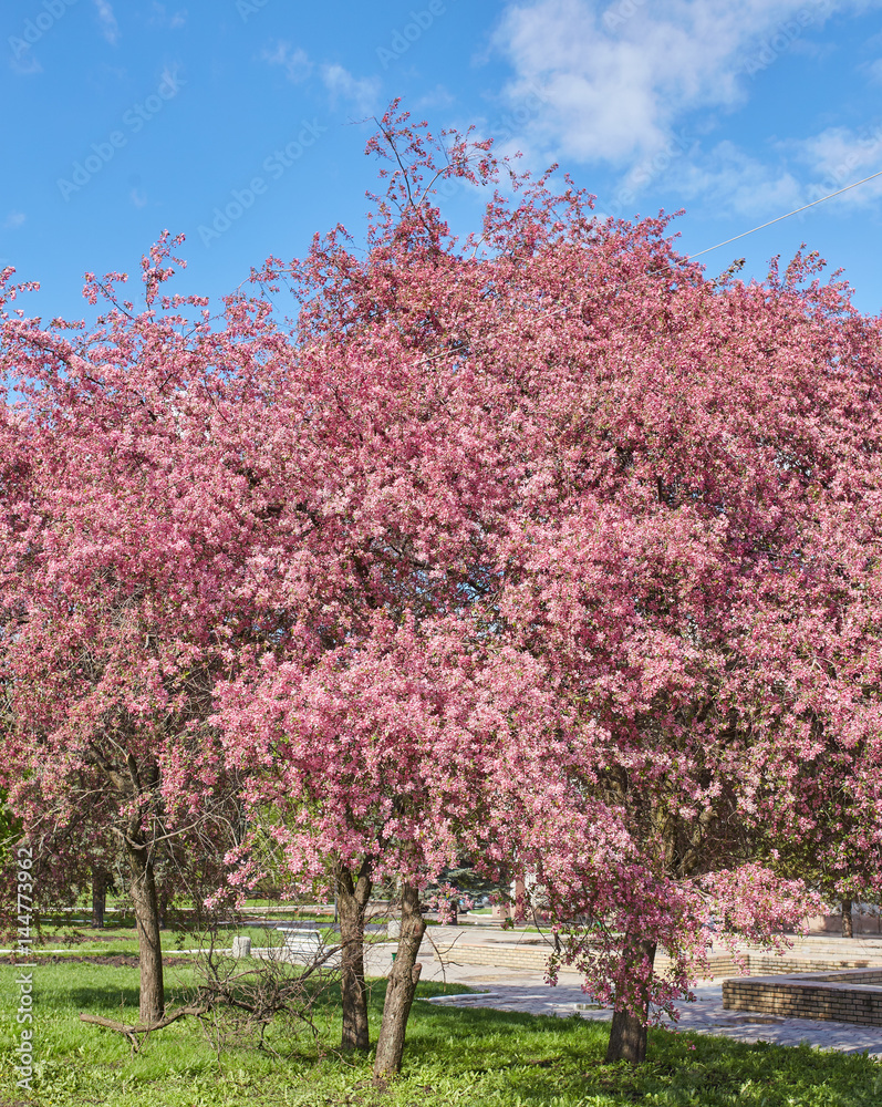 A blooming branch of apple tree A blooming branch of apple tree