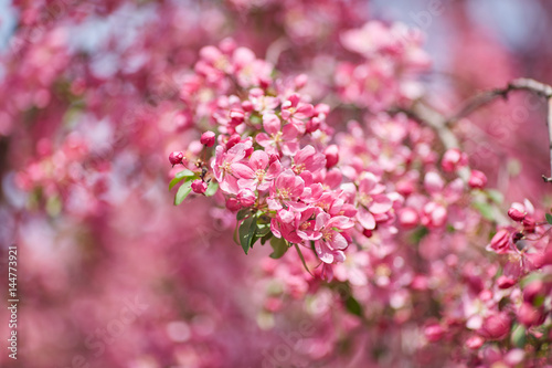 The beautiful blooming branch