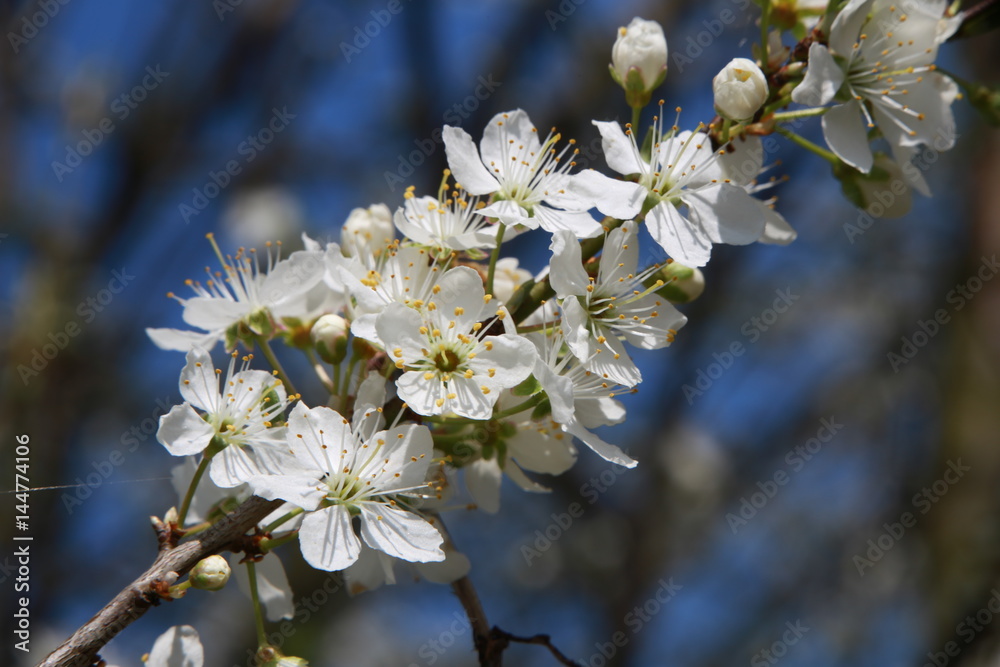 Obraz premium Cherry Blossoms on Blue