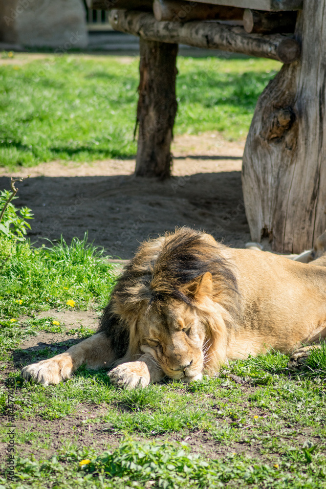 Naklejka premium Lion sleep