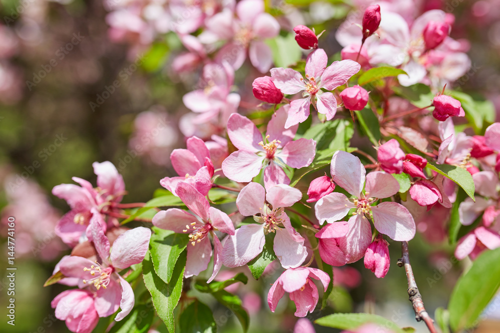 The beautiful blooming branch