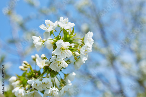 The beautiful blooming branch