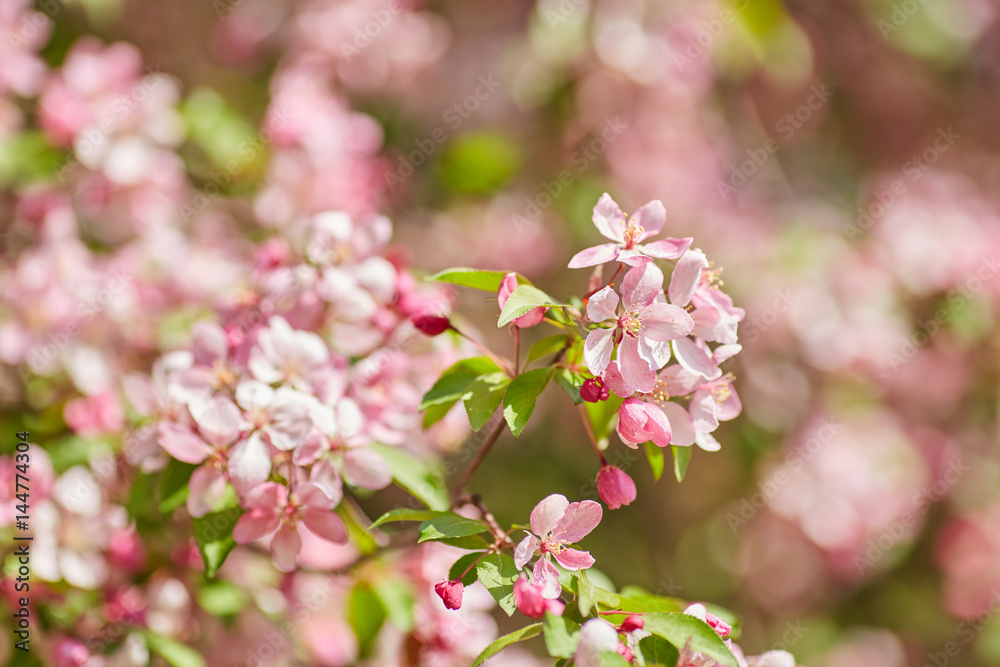 The beautiful blooming branch