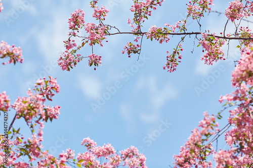 The beautiful blooming branch