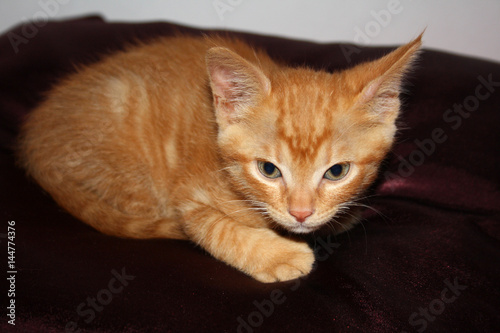 Gatito atigrado naranja con ojos verdes