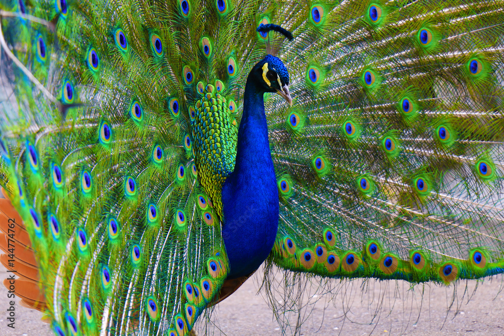Obraz premium Portrait of beautiful peacock with feathers out