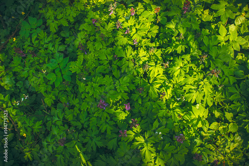 Green leaf texture, forest plants background