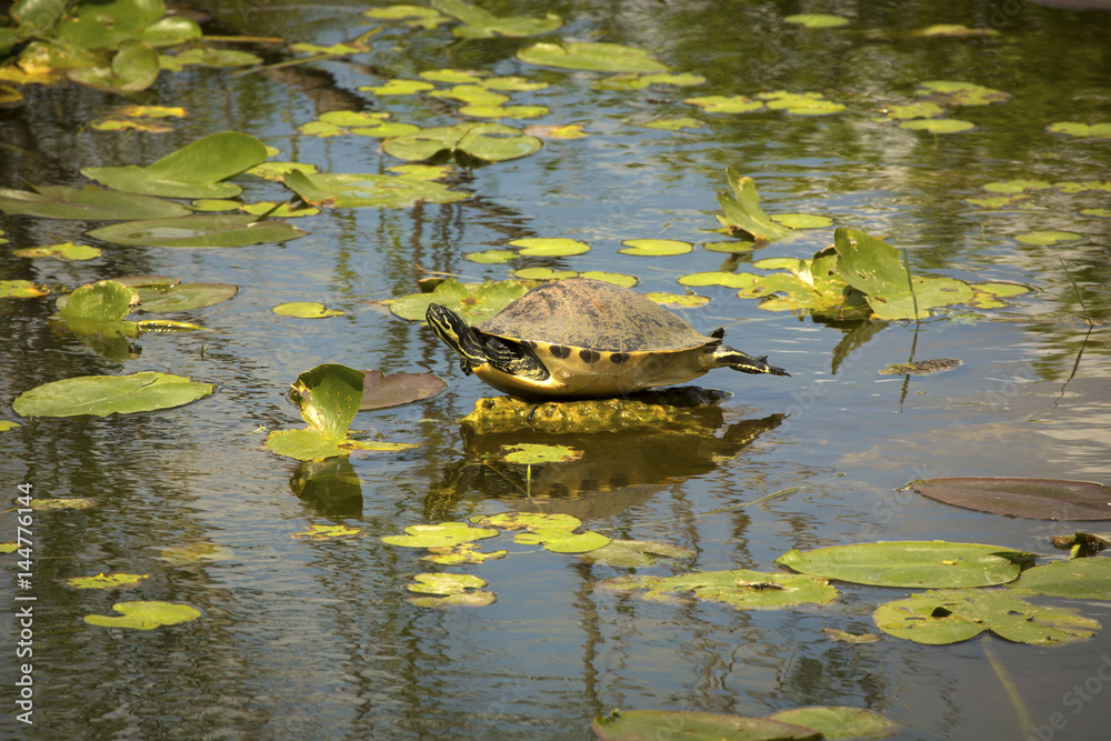 Fototapeta premium Red-bellied cooter turtle in Florida's Everglades National Park.