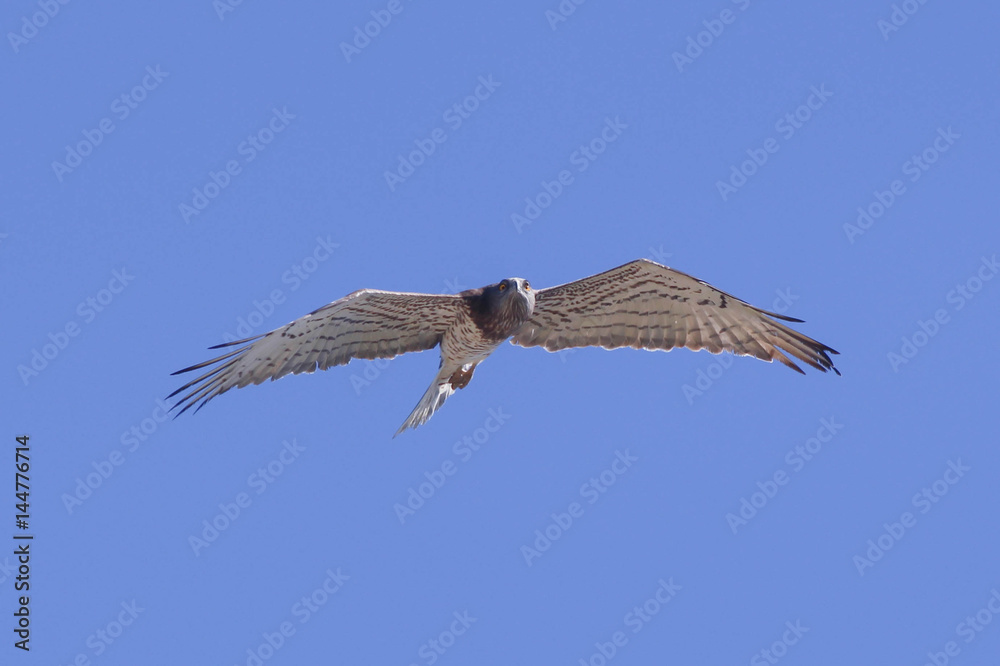 Obraz premium Migrating Short Toed Eagle