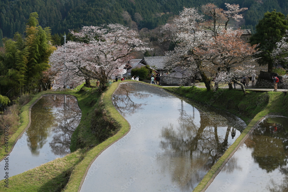 三多気の桜 三多気の桜