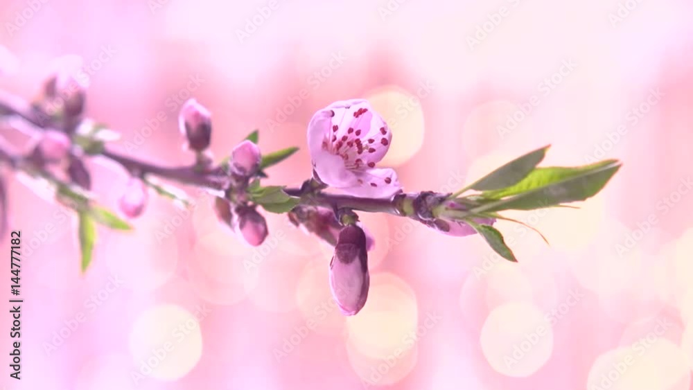 Beautiful Spring Apricot tree flowers blossom timelapse on a pink flickering background. High speed camera shot. Full HD 1080p. Timelapse 